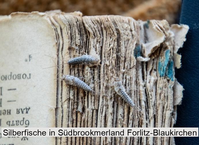 Silberfische in Südbrookmerland Forlitz-Blaukirchen